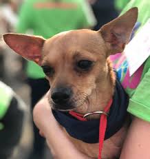 Bring your pet to a vet that truly cares! Adopt Booger Local June On Petfinder Dog Adoption Dogs Pet Adoption