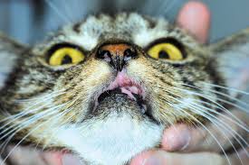 Image result for Feline Miliary Dermatitis