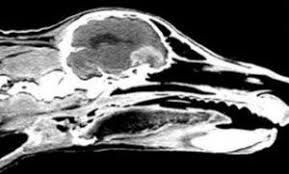 Symptoms of a brain tumor can be general or specific. A Brief Overview Of Brain Cancer In Pets Fetch A Cure