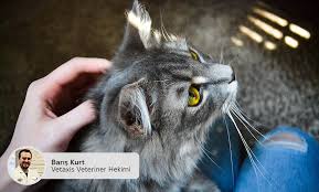 Kedi Kopek Tuyu Yutunca Ne Olur Axis Veteriner Poliklinigi
