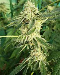 Discover what the best medical marijuana strains are, including their types and how to best consume cannabis for the perfect desired effect! 808 Genetics Cannabis Strain Guide Medical Cannabis Seeds