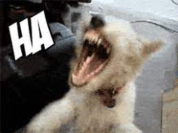 Bark bark bark gif on imgur. Barki Gifs Get The Best Gif On Giphy