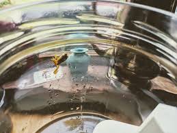 Just one or two chunks, cut up, will keep the tadpoles happy. Raising Tadpoles Kitchen Science Projects Rosie Research