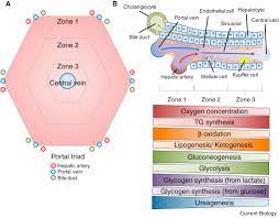 | human cell structure, animal cell project, animal cell. The Liver Current Biology