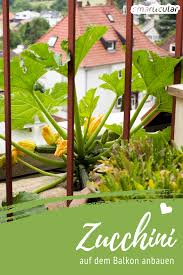 Zucchini Vom Balkon So Wachst Das Leckere Gemuse Auch Im Kubel Zucchini Pflanzen Zucchini Balkon Pflanzen