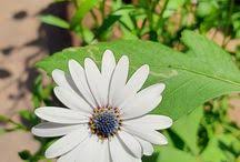 White Flower in Green Plants