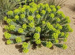 Image result for Euphorbia serratifolia