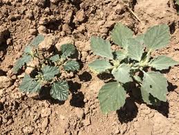 Image result for Chrozophora plicata