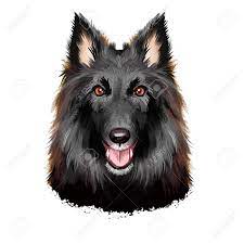 Maybe you would like to learn more about one of these? Groenendael Shepherd Belgian Sheepdog Belgian Groenendael Dog Stock Photo Picture And Royalty Free Image Image 130837418