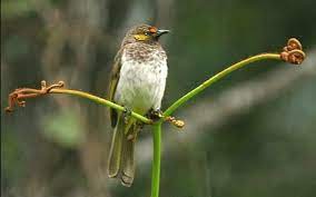 Harga Burung Rengganis Burung