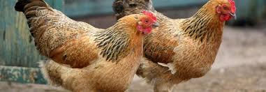 Poultry Science Ansci