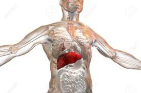674 x 599 photo description: Liver Highlighted Inside Human Body 3d Illustration Stock Photo Picture And Royalty Free Image Image 102764049