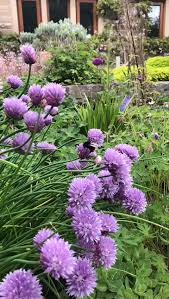 Best Backyard Pool Landscaping Ideas In 2020 Plants Bee Garden Flower Garden Design