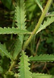 Image result for Lecanthus peduncularis