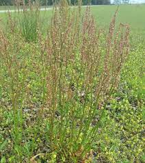Sorrel tastes lemony thanks to the presence of oxalic acid, which lends a sour, acidic flavor. Weed Of The Month Red Sorrel Home Garden Information Center