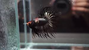 The page describing the characters of dragon's crown. King The Dragon Crowntail Betta By Ihateyoda