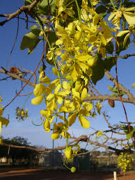 Maybe you would like to learn more about one of these? Yellow Broom Tree Flowers Onslo Western Australia 2012 Australian Native Plants Australian Wildflowers Australian Garden