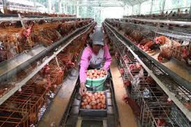 Ayam ras petelur cokelat lebih diminati dibandingkan dengan ayam ras petelur putih, karena dapat digunakan sebagai penghasil daging setelah masa produksi telurnya habis. Panen Telur Ayam Hutan Organik