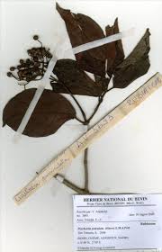 Image result for Psychotria articulata