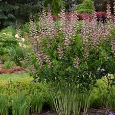 Tall perennial flowers for partial shade. Photo Essay 22 Tall Perennials To Help Your Garden Rise Above Perennial Resource