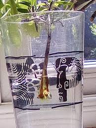 Image result for lavender cuttings