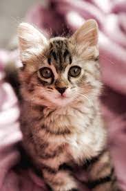 Collection by the gentlemeow's club • last updated 3 weeks ago. Cute Kitten Pictures Download Free Images On Unsplash