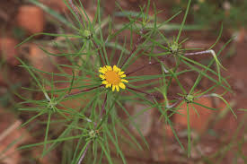 Image result for Geigeria burkei