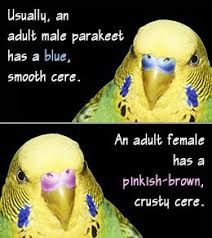 Do you see all the black & white scalloping from the cheek to the nape of the neck? How To Tell The Difference Between A Male And A Female Parakeet Parakeet Parakeet Care Budgies Bird