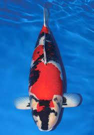 Interested to view this lovely marugen showa koi and many more specially culled top picks, please fill in your contact details below, and we will contact you soonest possible to arrange an appointment to visit our farm. Okayama Momotaro Koi Farm Congratulations Koi Fish Colors Koi Fish Japanese Koi