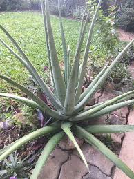If your aloe plant doesn't have enough leaves to cut, you can still savor the natural healing powers by buying individual leaves. Big Aloe Vera Plant Home Furniture Gardening On Carousell