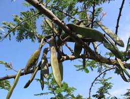 Image result for Acacia abyssinica