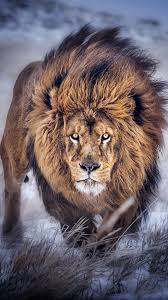 Ready To Pounce 2 Animals Majestic Animals Animals Beautiful