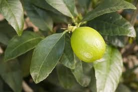 Comment Cultiver Et Entretenir Un Citronnier