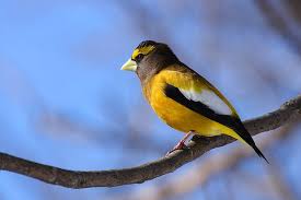 U S Canada Celebrate Centennial Of Landmark Migratory Bird Treaty U S Embassy Consulates In Canada
