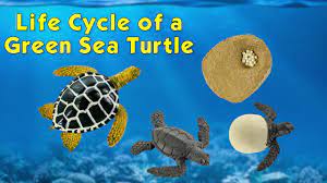 Safari Ltd Life Cycle Of A Green Sea Turtle Youtube