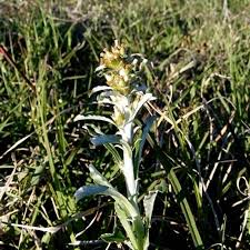 Image result for Gnaphalium polycaulon