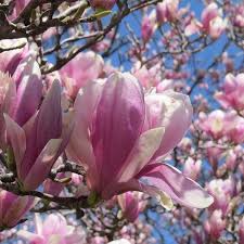 Check spelling or type a new query. Magnolia Jane Dwarf Pink Magnolia Trees Shrubs For Sale