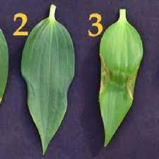 This guide will give you the details you need to buy and install recessed lighting. Pdf The Development Of Upper Leaf Necrosis In Lilium Star Gazer
