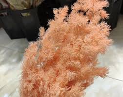 White Preserved Asparagus, Ming Asparagus Fern, Dried Flowers, Craft  Supplies Floral, Home Wedding Décor, Florals for Vase, DIY Flowers