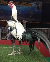 Gratis dipakai untuk komersial, kualitas tinggi dan bebas hak cipta. 80 Gambar Ayam Aduan Pama Terbaik Infobaru