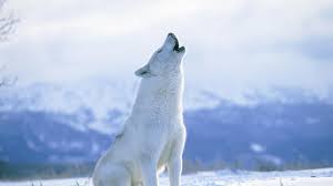 We present you our collection of desktop wallpaper theme: 747 Wolf Wallpapers Wolf Backgrounds Page 8 Arctic Wolf Wolf Pictures Wolf Background