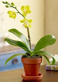Orchids Care Is Your Orchid Getting Enough Light