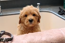 Goldendoodles are designer dogs, a hybrid resulting from breeding two purebred dogs. River Valley Goldendoodles Puppy Breeder In Ny Near Pa Near Nyc Goldendoodle Puppies Goldendoodle Puppy