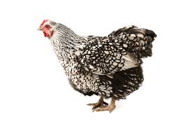 Check spelling or type a new query. Silver Laced Wyandotte Egg Production Temperament And More The Happy Chicken Coop