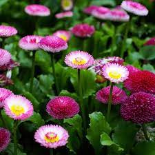 English Daisy Seeds Double Mixed Colors In 2021 Partial Shade Flowers Flower Seeds Flowers