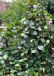 Image result for Basella alba