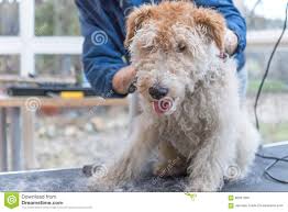 Trimming Of The Fox Terrier Horizontally Stock Photo