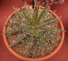 Image result for Monadenium spinulosum