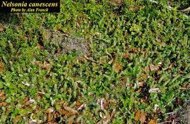 Image result for Nelsonia canescens