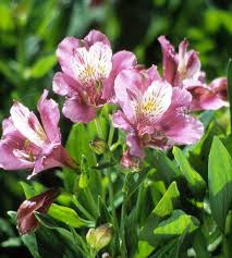 Image:alstroemeria aurantiaca.jpg|248px cannot be used as a page name in this wiki. Pin On Gorgeous Garden Plants